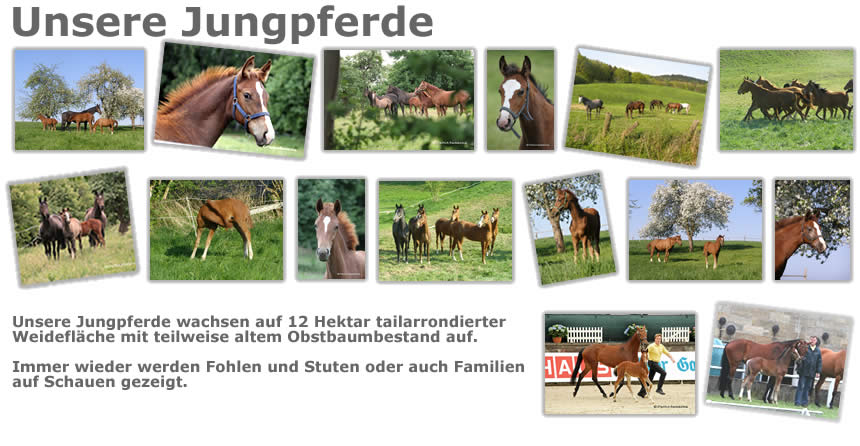 Unsere Burenziegen, die vor allem zur Fleischerzeugung gezüchtet werden, sind prädestiniert für den Einsatz in der Weidepflege. 
Ihre Geländegängigkeit und die Tatsache, dass die kitzführende Geiß wegen generell geringer Milch-
führung der Rasse nicht gemolken werden muss, macht sie zu Profis um die Verbuschung in extensiv genutzten Weidelandschaften in den Griff zu bekommen.