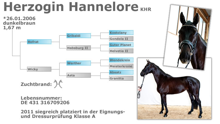 Staatsprämienstute Wicki - geboren am 25.04.1992 - fuchsfarben - Stockmaß 1,72m - Zuchtbrand Hannoveraner - Lebensnummer 311301792 - Ahnen: Werter, Asta, Wendekreis, Meisterkrone, Absatz, Granitta, Ferdinand, Domgoettin, Marcio xx, Dollarfackel, Abglanz, Landmoor, Grande, Fremde