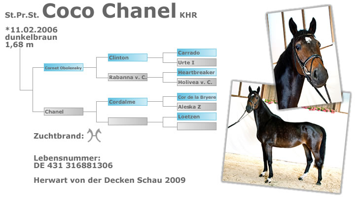 Staatsprämienstute Coco Chanel KHR -  geboren am 11.02.2006 - dunkelbraun - Stockmaß 1,68 - Zuchtbrand Hannoveraner - Lebensnummer 431 316881306 - Ahnen: Cornet Obolensky, Chanel, Clinton, Rabanna v.C., Coralme, Carrado, Urte I, Heartbreaker, Holivea v.C., Cor de la Bryere, Aleska Z, Loetzen