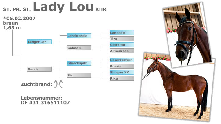 Staatsprämienstute Lady Lou KHR - geboren am 05.02.2007 - braun - Stockmaß 1,63m - Zuchtbrand Hannoveraner - Lebensnummer 431316511107 - Ahnen: Langer Jan, Gonda, Landclassic, Galina E, Glueckspilz, Sisi, Landadel, Tira, Gibraltar, Almenrose, Gluecksstern, Poesie, Shogun xx, Rixa