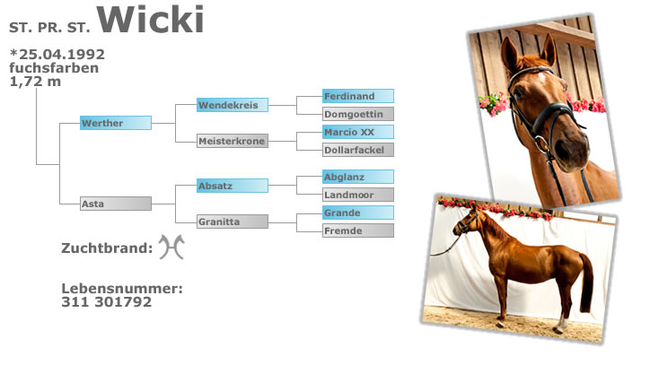 Staatsprämienstute Wicki - geboren am 25.04.1992 - fuchsfarben - Stockmaß 1,72m - Zuchtbrand Hannoveraner - Lebensnummer 311301792 - Ahnen: Werter, Asta, Wendekreis, Meisterkrone, Absatz, Granitta, Ferdinand, Domgoettin, Marcio xx, Dollarfackel, Abglanz, Landmoor, Grande, Fremde